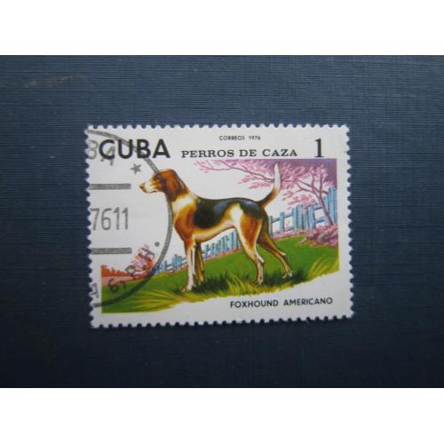 Марка Куба 1976 фауна собака гончак американський фоксхаунд гаш
