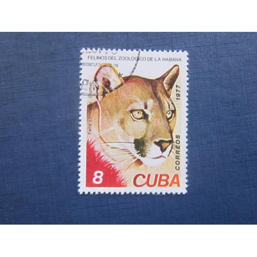 Марка Куба 1977 фауна дикая кошка пума гаш