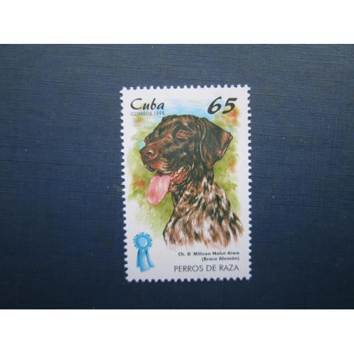 Марка Куба 1998 фауна собака німецький бракк MNH КЦ 1.75 $