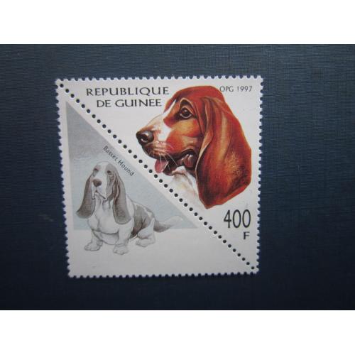 Марка+купон Гвінея 1997 фауна собака бассет-хаунд MNH