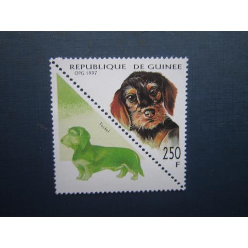 Марка+купон Гвінея 1997 фауна собака такса MNH