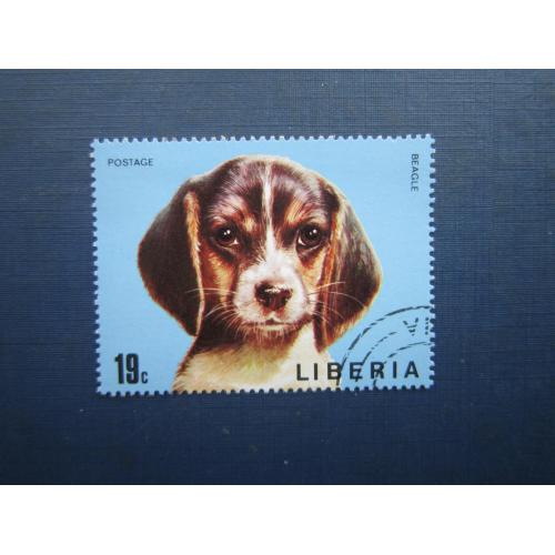 Марка Ліберія 1974 фауна собака бігль гаш