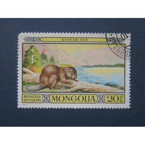 Марка Монголия 1974 фауна бобр гаш