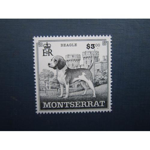 Марка Монсеррат 1999 фауна собака бігль головна марка серії MNH КЦ 5 $