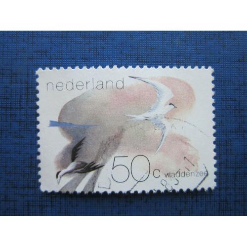 Марка Нидерланды фауна птица чайка гаш