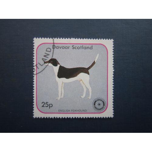 Марка Острів Даваар Шотландія Великобританія фауна собака гончак англійський фоксхаунд гаш