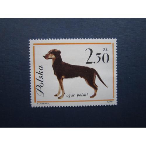 Марка Польща 1963 фауна собака гончак польський MNH