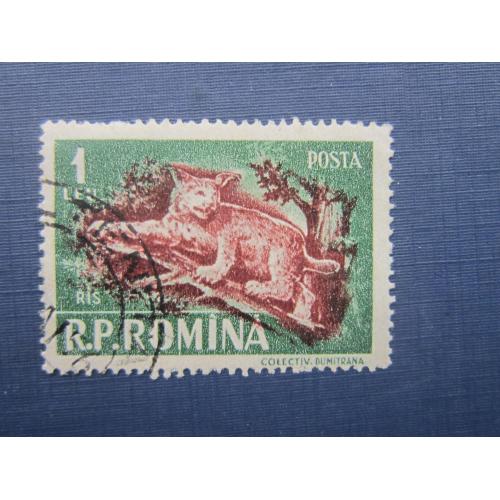 Марка Румыния 1956 фауна рысь гаш КЦ 1.65 $