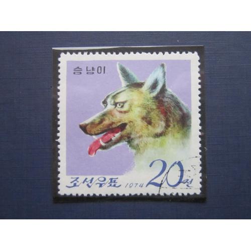 Марка Северная Корея КНДР 1974 фауна волк гаш