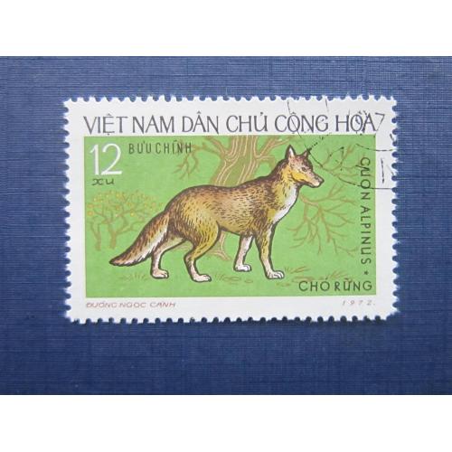 Марка Северный Вьетнам 1972 фауна красный волк с зубцами гаш