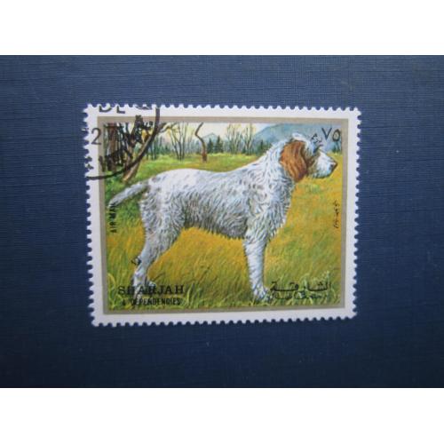 Марка Шарджа ОАЕ 1973 фауна собака грифон гаш