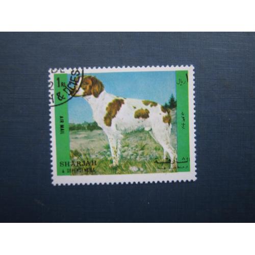 Марка Шарджа ОАЕ 1973 фауна собака євразієр гаш