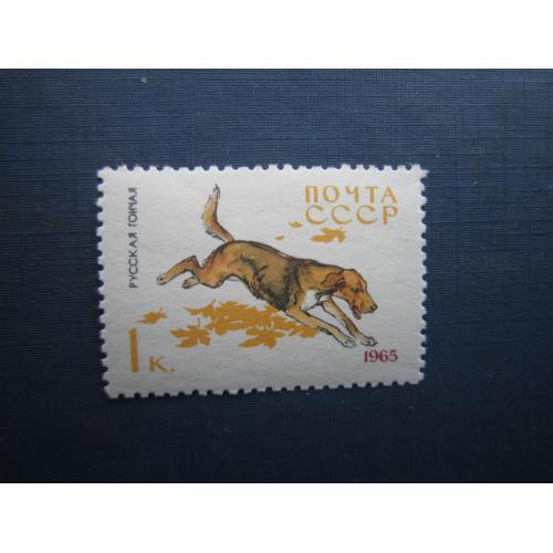Марка СРСР 1965 полювання фауна собака гончак російський MNH
