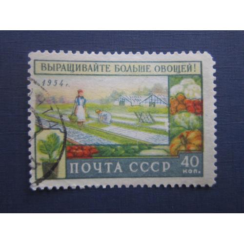 Марка СССР 1954 сельское хозяйство Выращивайте больше овощей 40 коп гаш
