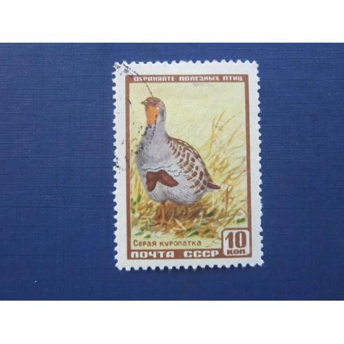 Марка СССР 1957 фауна птица серая куропатка гаш