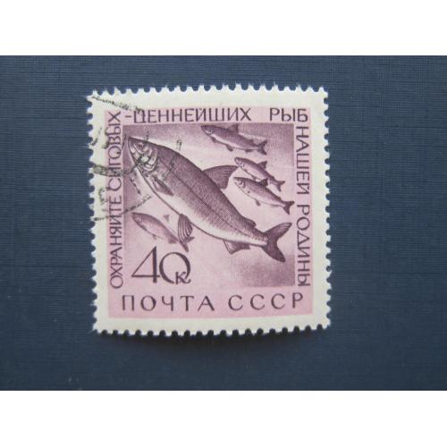 Марка СССР 1960 фауна рыбы сиг гаш