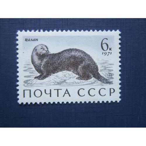 Марка СССР 1971 фауна калан морская выдра MNH