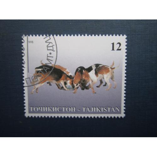 Марка Таджикістан 1998 фауна собака бігль гаш