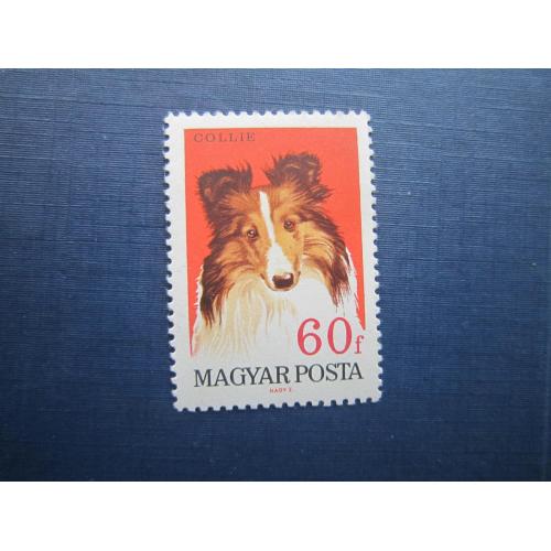 Марка Венгрия 1967 фауна домашние собаки коли шотландская овчарка MNH