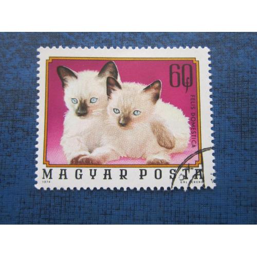 Марка Венгрия 1974 фауна кошка котята сиамские гаш