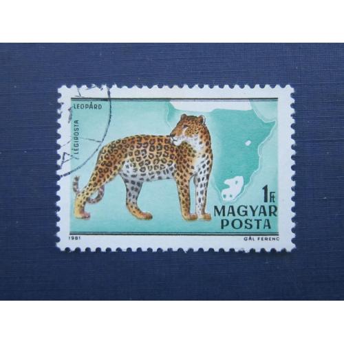 Марка Венгрия 1981 фауна леопард гаш