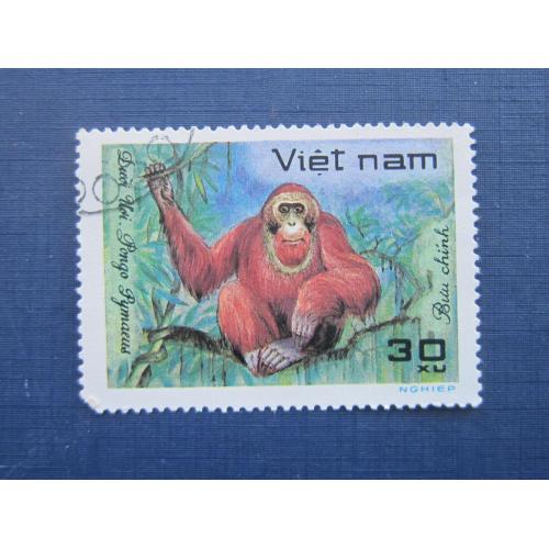 Марка Вьетнам фауна обезьяна орангутан гаш