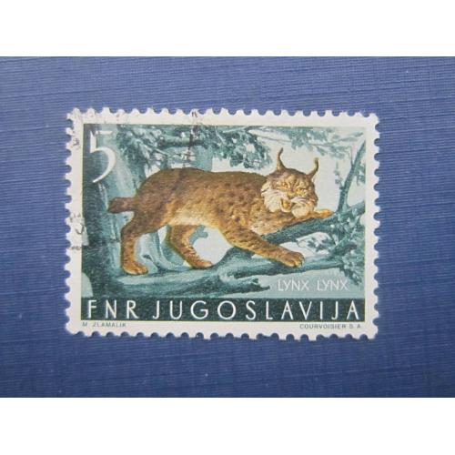 Марка Югославия 1954 фауна рысь гаш