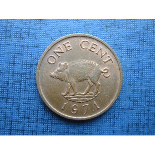 Монета 1 цент Бермуда Британские Бермудские острова 1971 фауна свинья поросёнок
