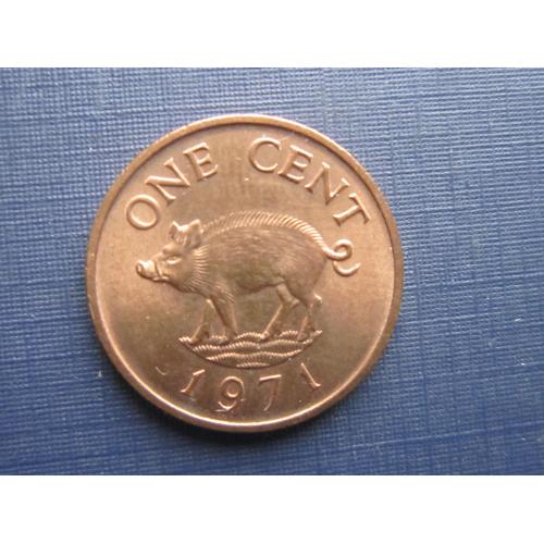 Монета 1 цент Бермудские острова Бермуда Британские 1971 фауна поросёнок состояние