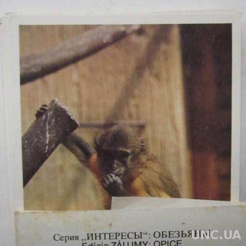 Набор открыток Чехия Серия Интересы: Обезьяны
