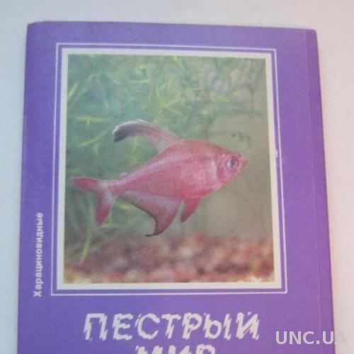 Набор открыток Пёстрый мир аквариума Харациновидн.