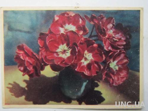 Открытка Махровые тюльпаны 1962

