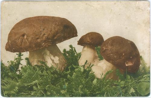Белые грибы Открытка Почта Москва Балаклава С.К. Мараев 1908 White mushrooms Postcard Vintage