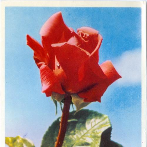  Цветы  Роза Фотограф Золотарев Почтовая карточка СССР 1964 год Открытка Флора Киев