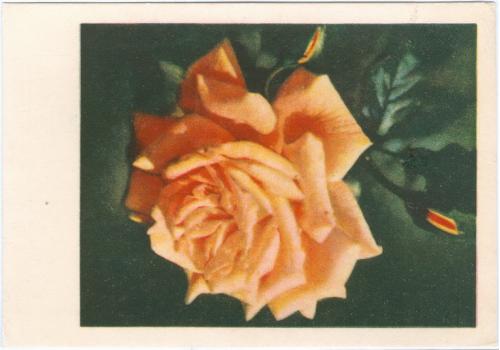  Цветы Роза Почтовая карточка СССР Открытка 1957 год Флора Киев