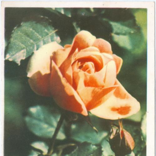  Цветы Розы Фотограф Самсонов Изогиз Почтовая карточка СССР Открытка 1961 год Флора