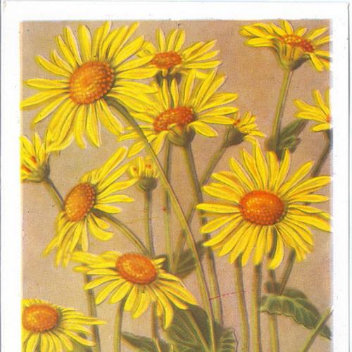  Цветы Сайган Почтовая карточка СССР Тип. Октообер Таллин 1956 год Открытка Флора 