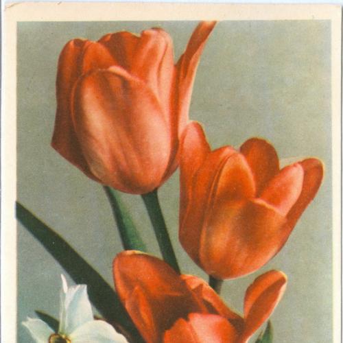  Цветы Тюльпаны и нарциссы Почтовая карточка СССР Тип. Октообер Таллин 1962 год Открытка Флора