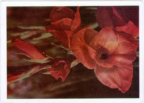 ДМПК Двухсторонняя маркированная почтовая карточка СССР Цветы Гладиолусы Фотограф Смоляков 1967 год