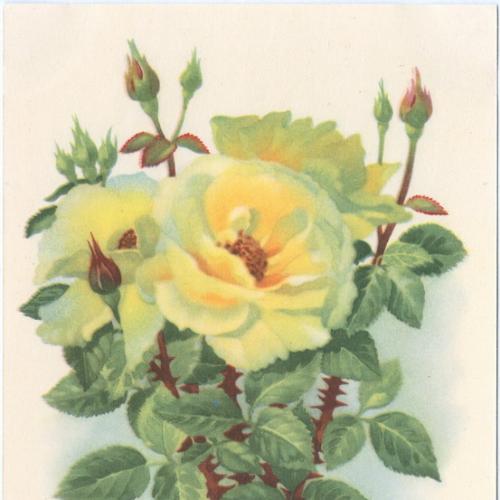 ДМПК Двухсторонняя маркированная почтовая карточка СССР Цветы Роза чайная Худ. Романов 1958 год 