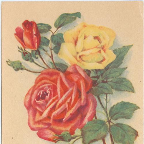 ДМПК Двухсторонняя маркированная почтовая карточка СССР Цветы Розы 1955 год Гознак