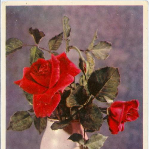 ДМПК Двухсторонняя маркированная почтовая карточка СССР Цветы Розы Фотограф Самсонова 1958 Гознак