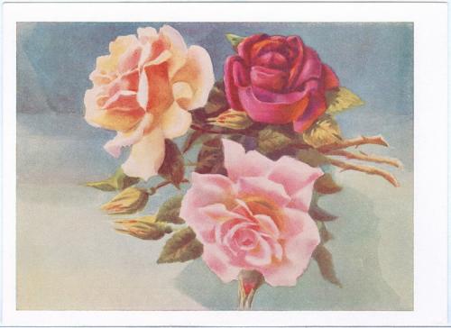 ДМПК Двухсторонняя маркированная почтовая карточка СССР Цветы Розы Худ. Лебедев 1959 год 