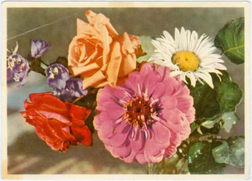 ДМПК Двухсторонняя маркированная почтовая карточка СССР Цветы Розы Ромашка Самсонова 1958 Гознак