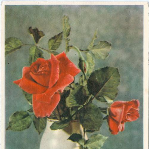 ДМПК Двухсторонняя маркированная почтовая карточка СССР Цветы Розы Самсонова Почта Рязань Гознак