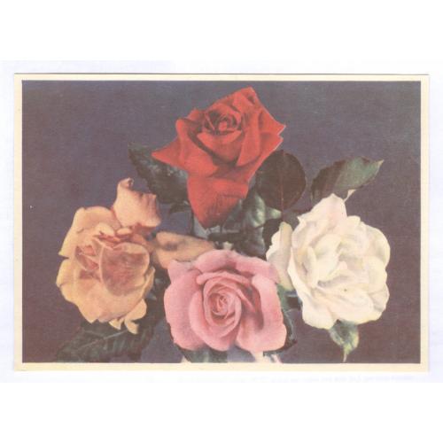 Почтовая карточка ДМПК 12.02.58 ВСХВ Розы Марка 8 стандартный выпуск Фото. Г. Самсонов