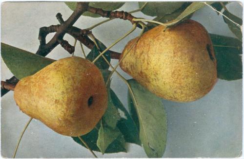 Груша Открытка Фрукты Винтаж Pear Postcard Fruit Vintage