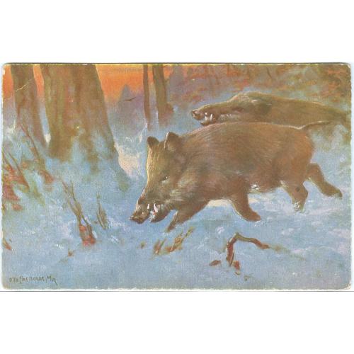 Открытка Охота Кабан Hunting Boar