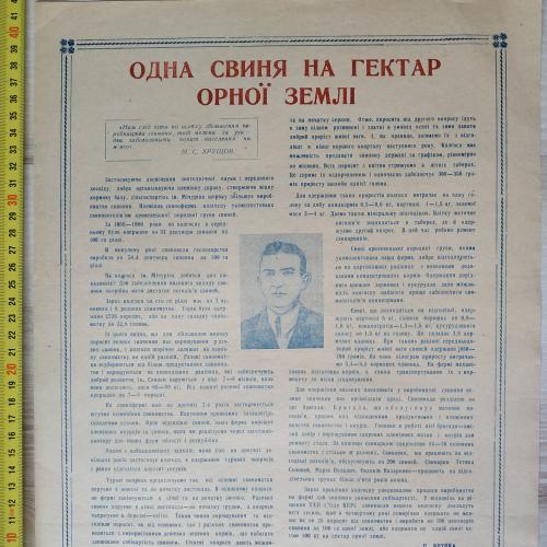 Плакат Одна свинья на гектар Кролевецкий район Сумская область 1962 год Агитация Пропаганда СССР