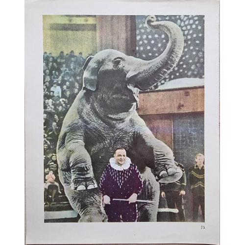 Плакат СССР Цирк Слон Дрессировщик USSR Poster Circus Elephant